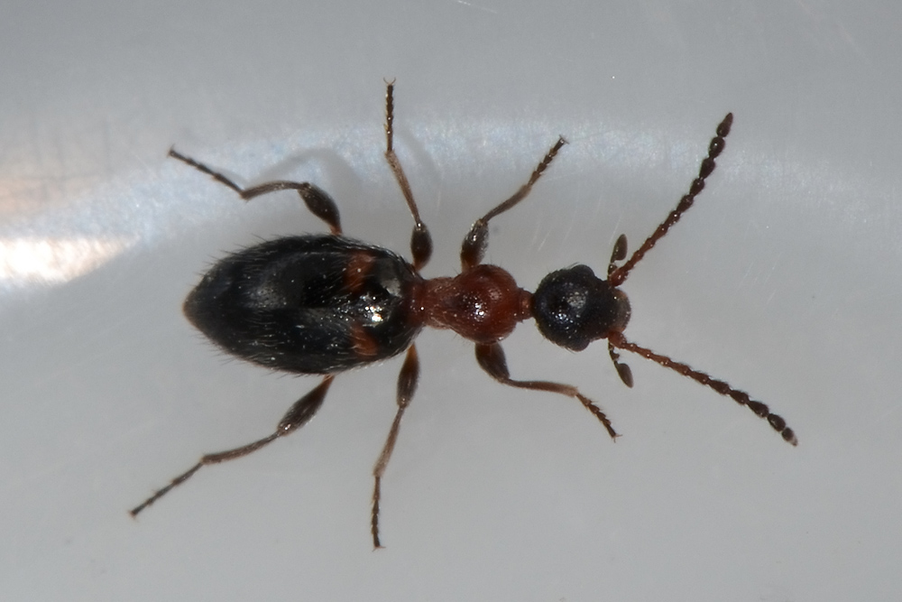 Anthicidae:  Anthelephila pedestris